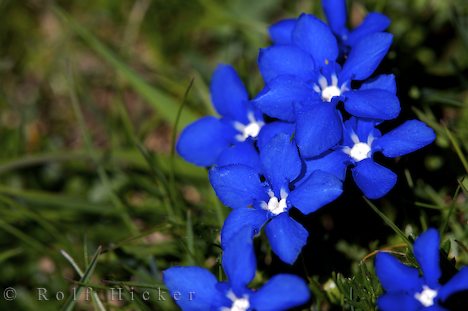 Blue-Flowers.jpg