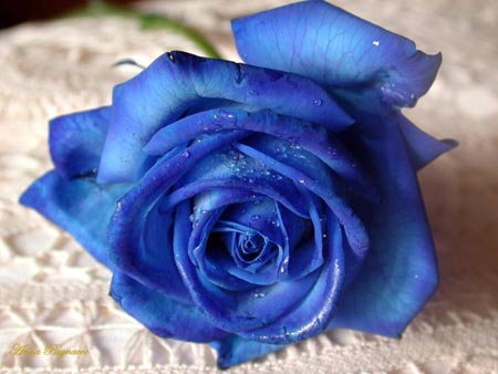 blue-rose2.jpg