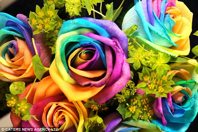 rainbow Color rose.jpg