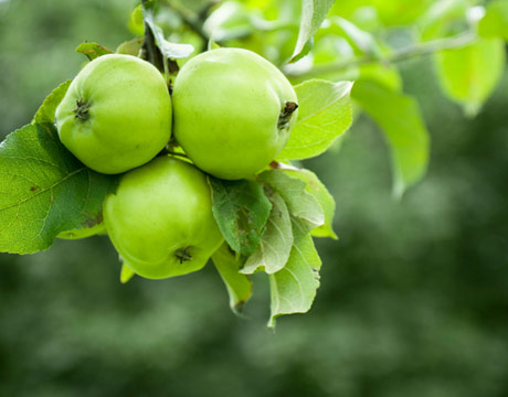 Green apple.jpg