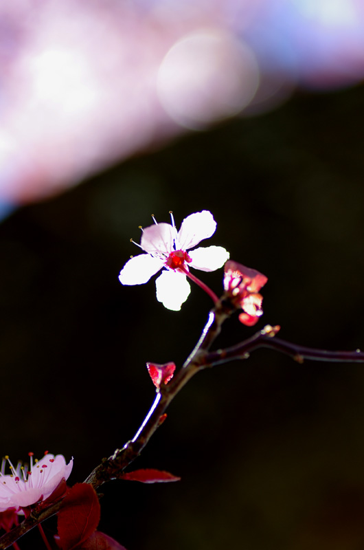 IMGP0252.JPG