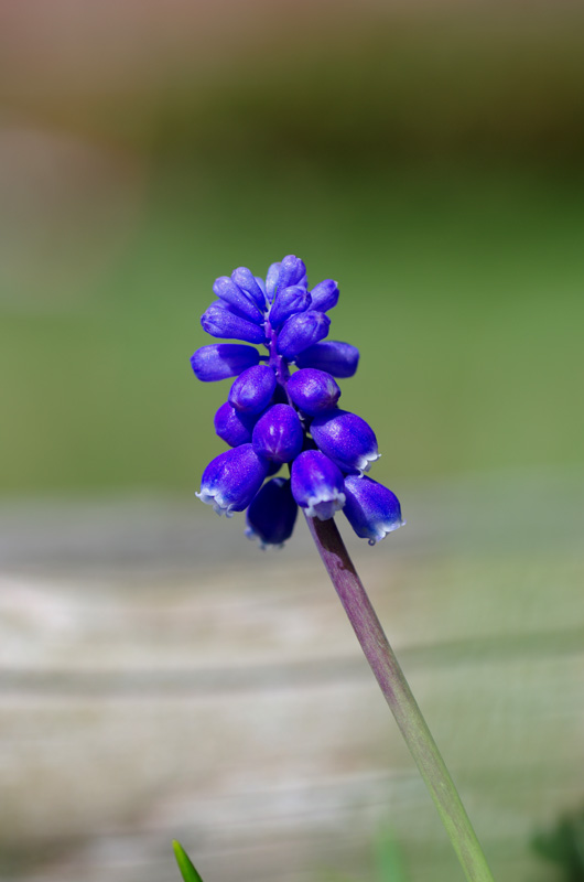 IMGP0314.JPG