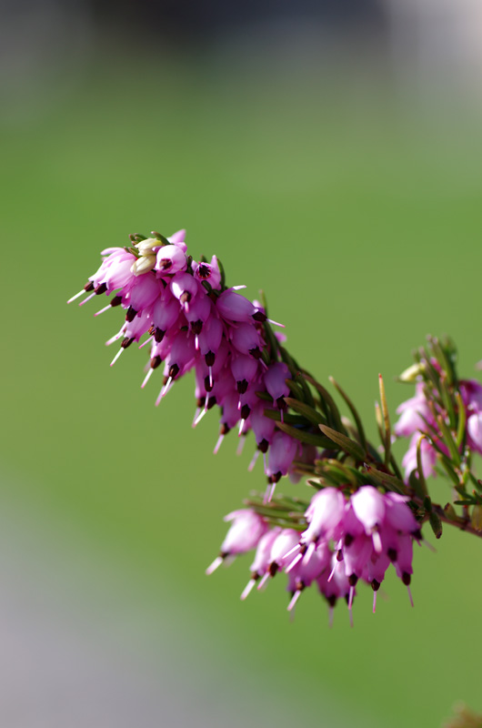 IMGP0318.JPG