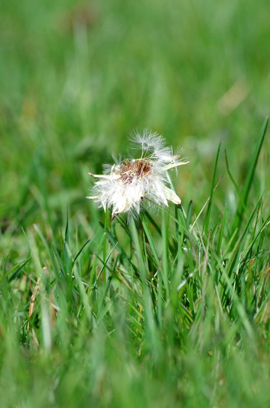 IMGP0330.JPG