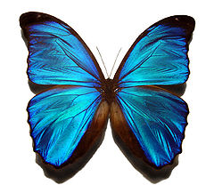 240px-Blue_morpho_butterfly.jpg