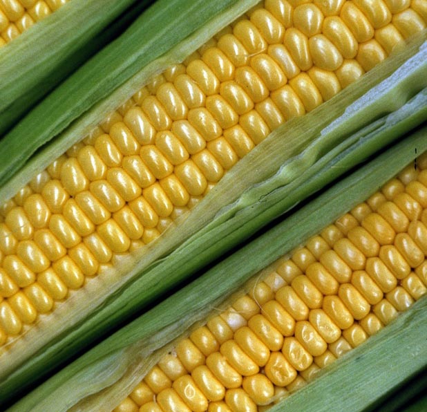 corn1.jpg