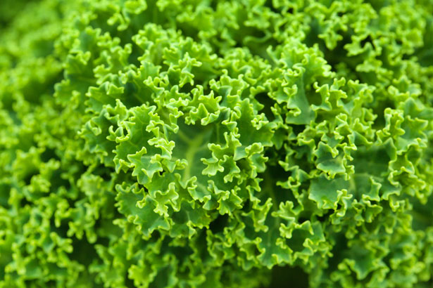 green-curly-cabbage.jpg