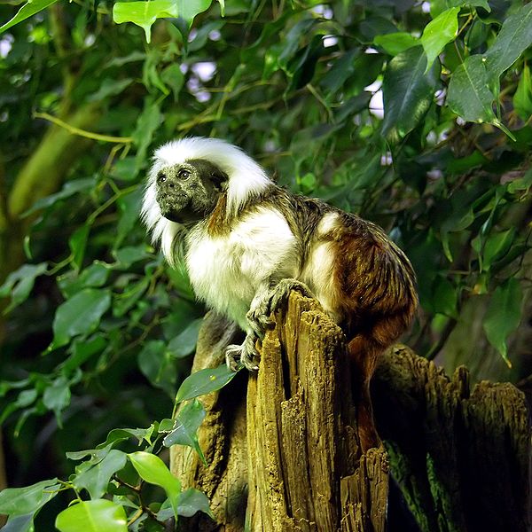 600px-Lisztaffe_-_Cottontop_Tamarin_-_Saguinus_oedipus.jpg