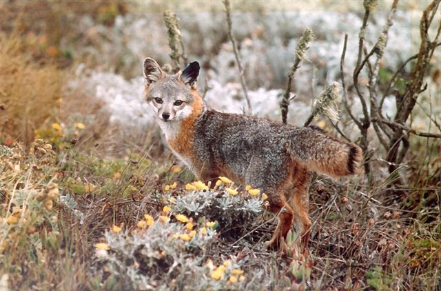 640px-Urocyon_littoralis_full_figure.jpg