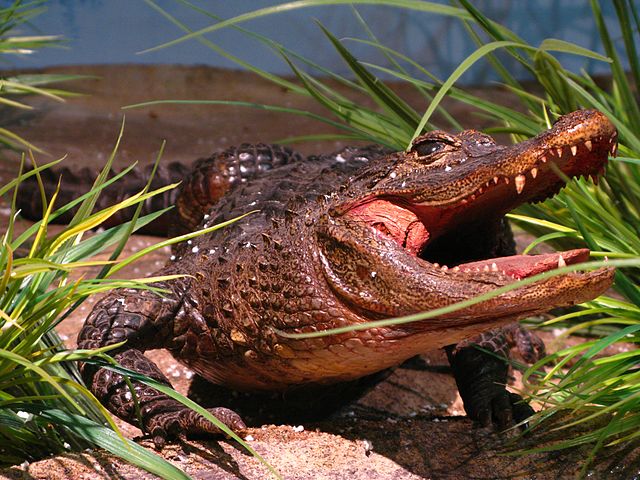 640px-Alligator_sinensis_specimen.jpg