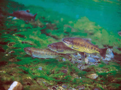 Oncorhynchus_masou_formosanus.jpg