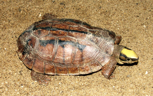Cuora_trifasciata.jpg