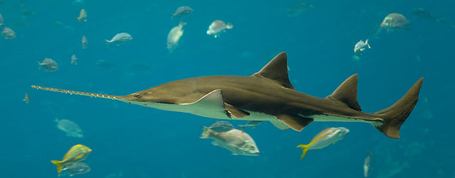 640px-Pristis_pectinata_-_Georgia_Aquarium_Jan_2006.jpg