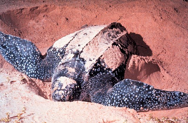 640px-LeatherbackTurtle.jpg