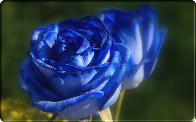 Blue-Rose-Flower.jpg