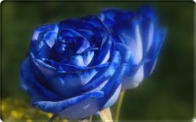 blue flower.jpg