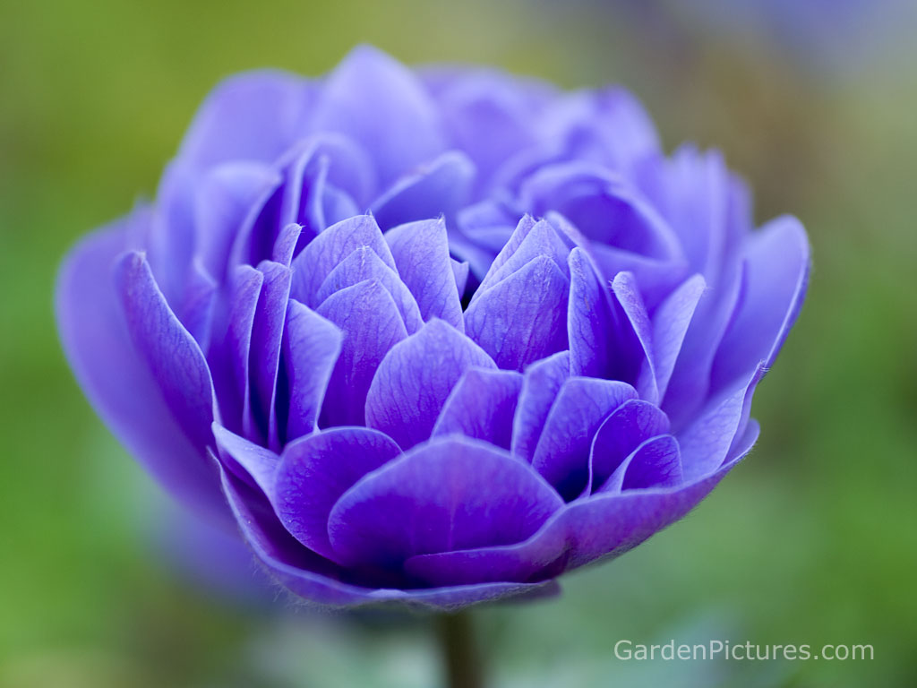 blue-flower-wallpaper.jpg