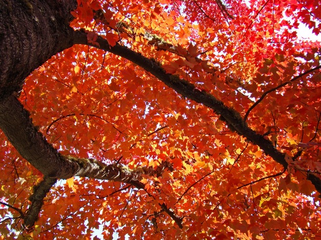 red trees.jpg