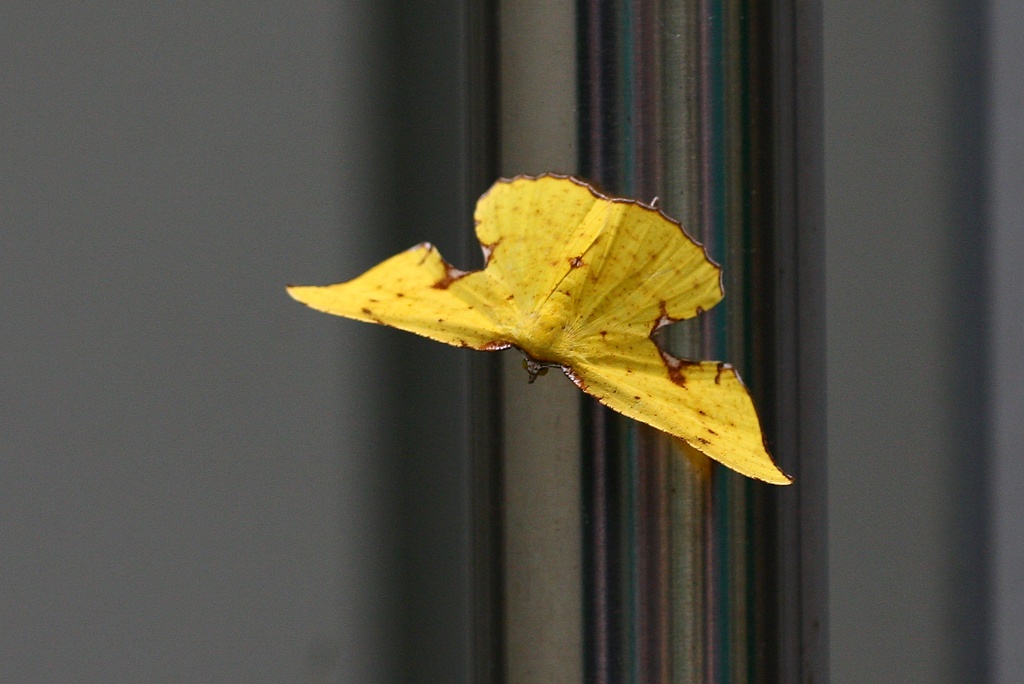 IMG_3790.JPG
