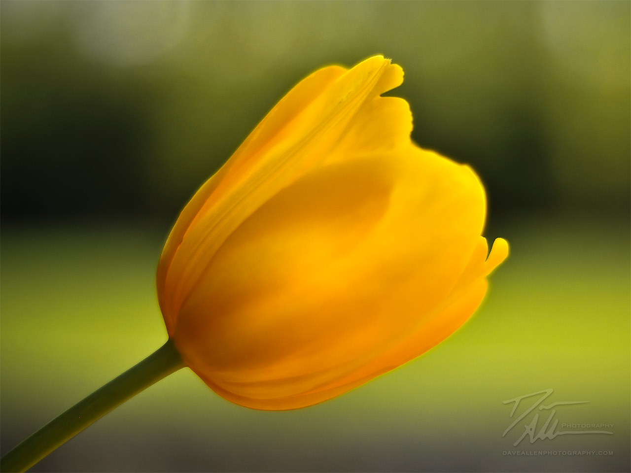 yellow tulip.jpg