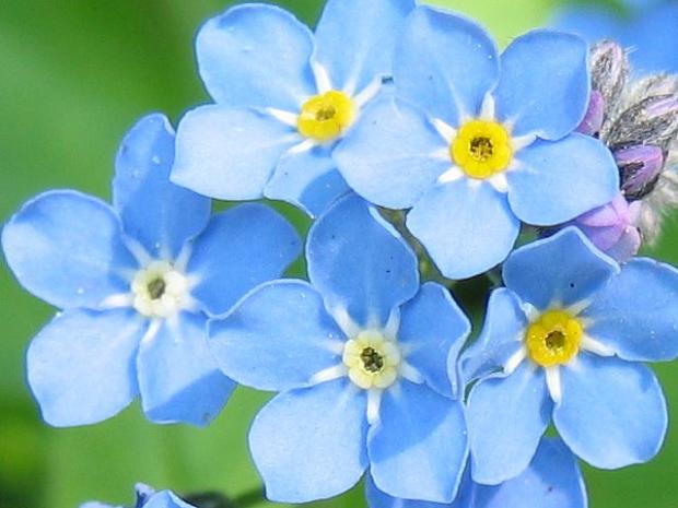 1195649_Cute-Little-Blue-Flowers_620.jpg