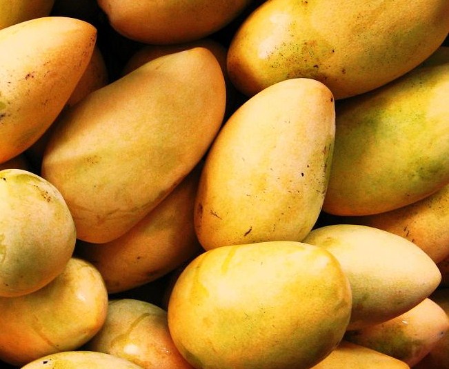 mango-harvest-0011.jpg