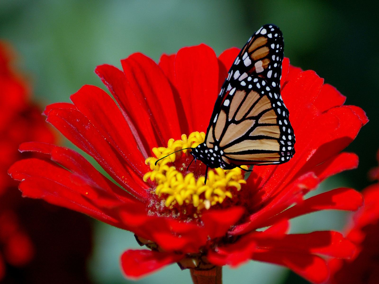 Butterfly on a Red Flower.jpg