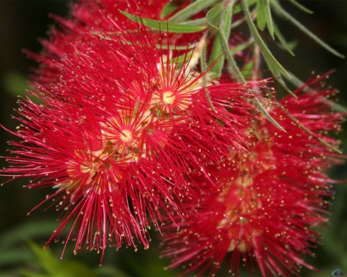 spikey-red-flower-1.jpg