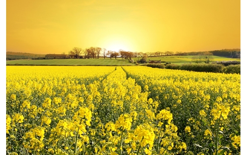 yellow field.jpg