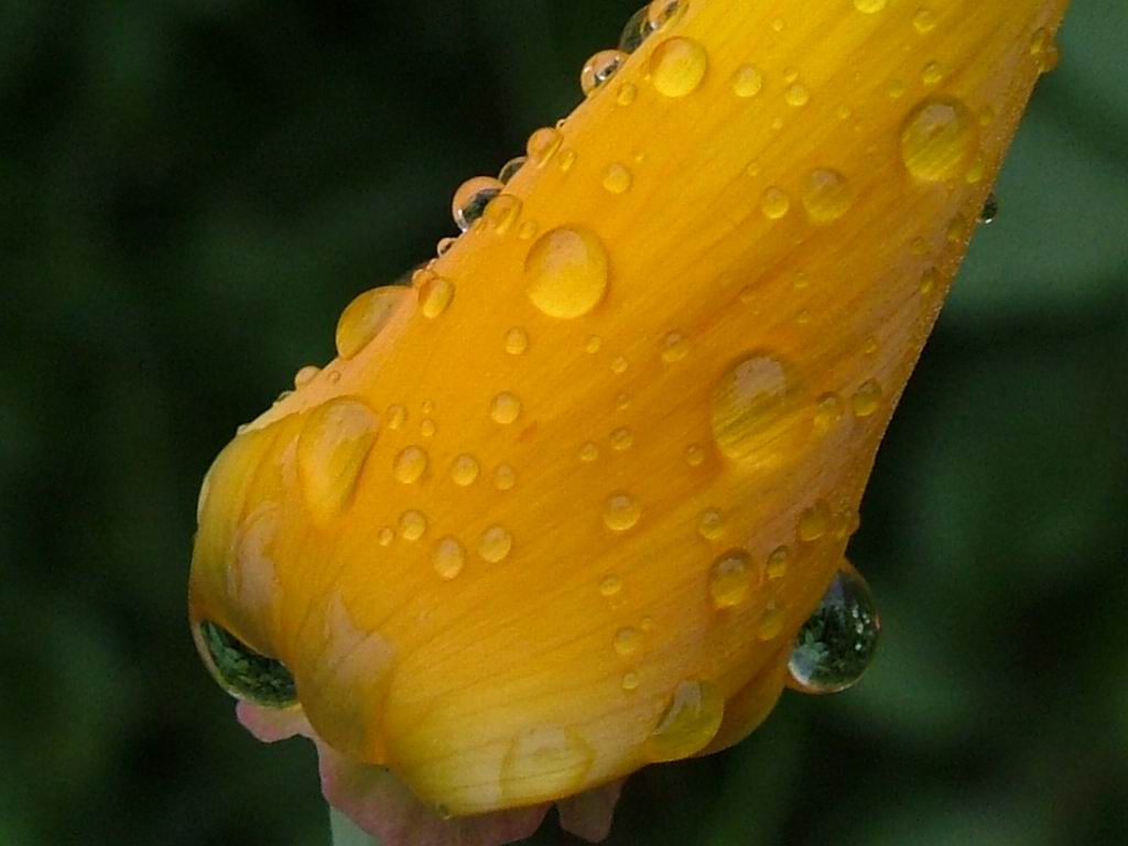 flower-rain-drop.jpg