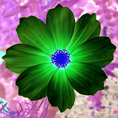 josef-stuefer-green-flower-mandala-nature.jpg