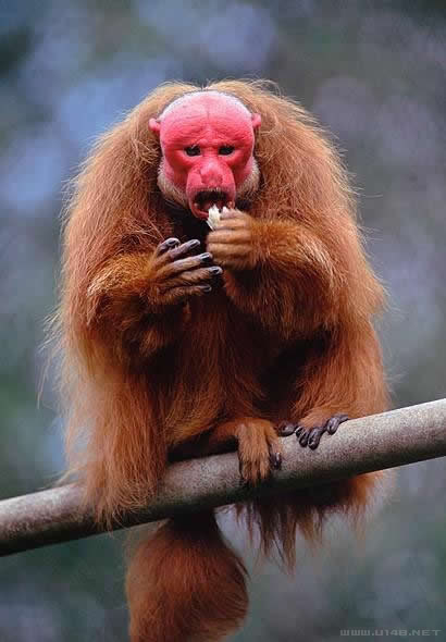 赤禿猴.jpg