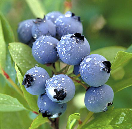 Blueberries%20in%20dew_lg.jpg