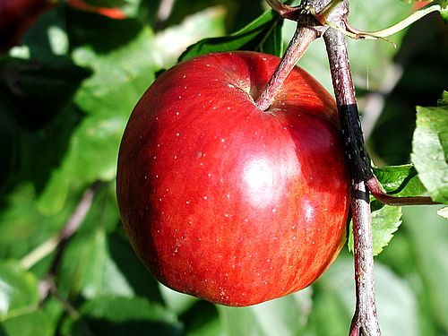 red-apple-on-branch.jpg