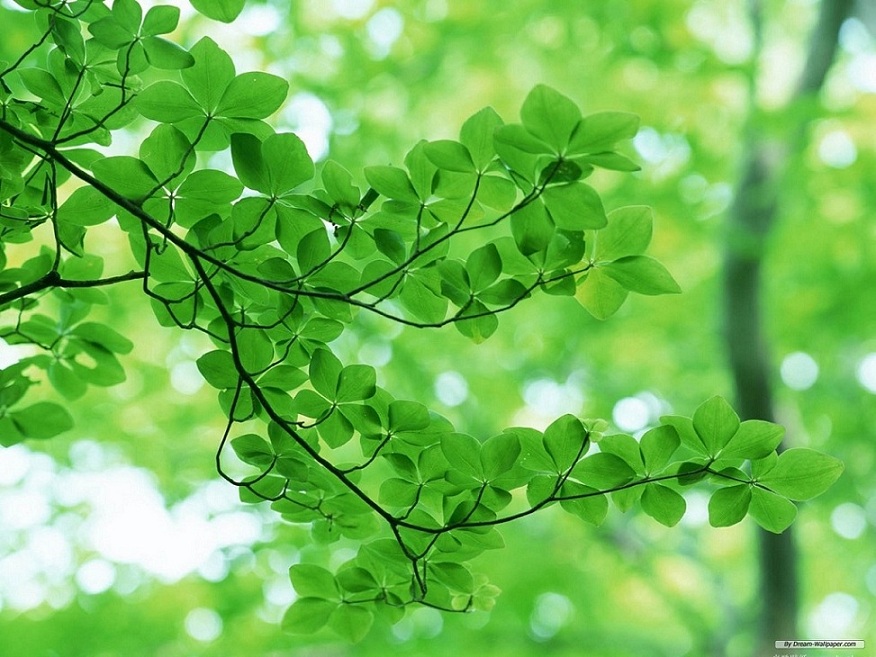 green leaves.jpg