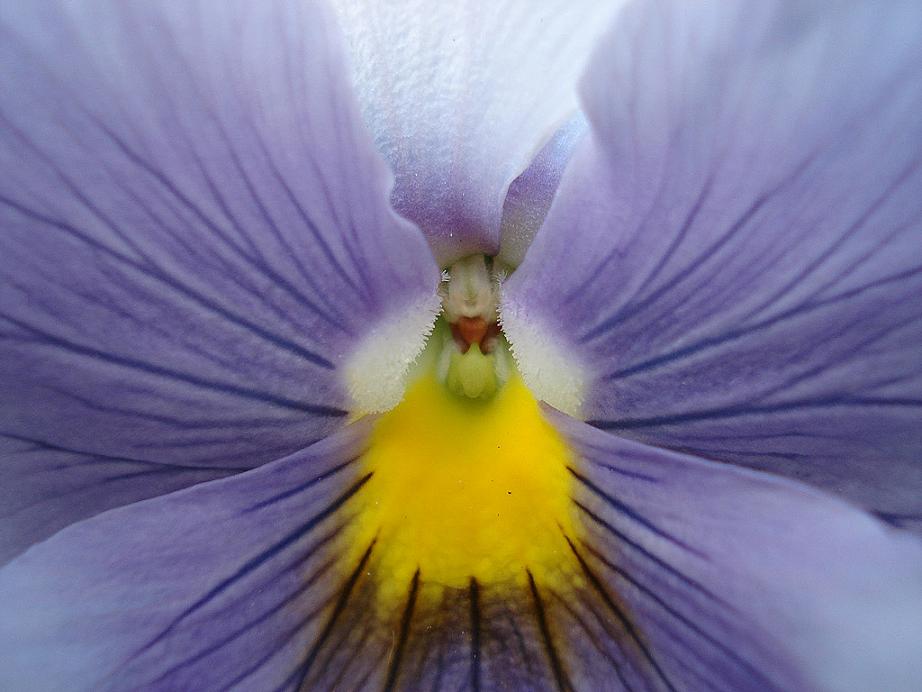 Violet_Flower_2.jpg