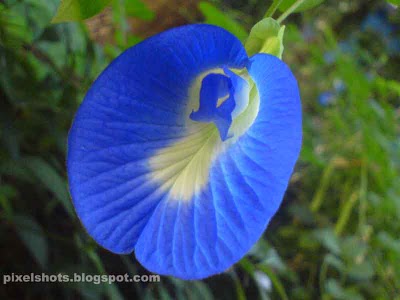 kerala-medicinal-flower-shankapushpi.jpg