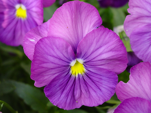 violet flower.jpg