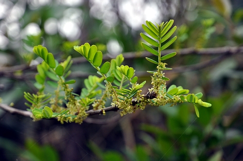 DSC_0774.JPG