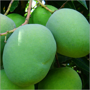 Green-Mango.jpg