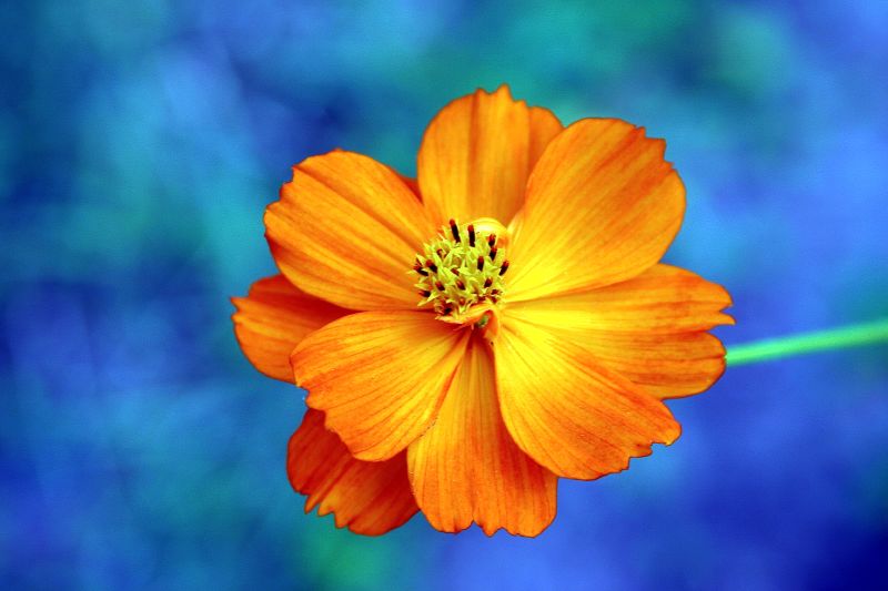 Orange_flower_of_Georgia.jpg