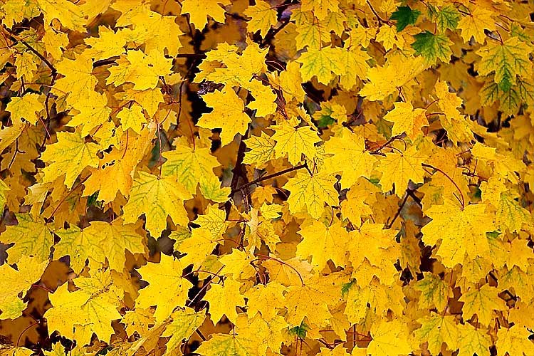 yellowLeaves.jpg