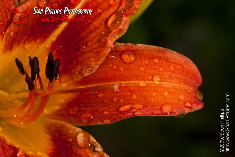 xwpid1269-Sean_Phillips-40D_58798-Closeup-image-of-a-Common-Orange-Daylily-Flowe.jpg