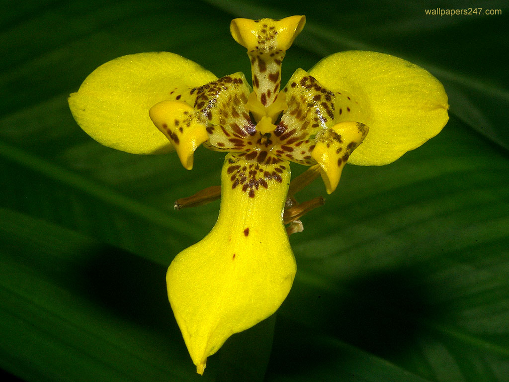 Yellow-Flower-1024-82970.jpg