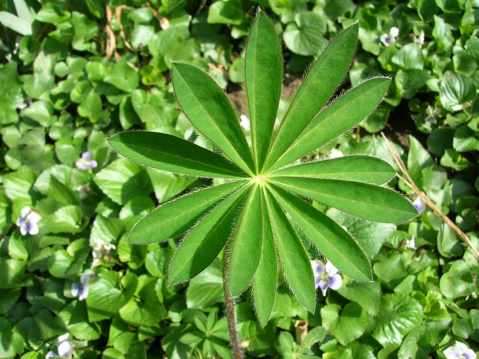 GreenFlower.jpg