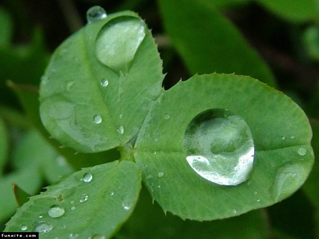 2107-rain-drop-on-green-leaves.jpg