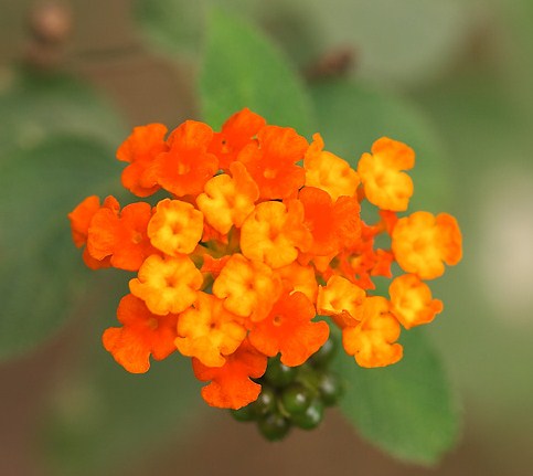 26042546_OrangeFlower.jpg