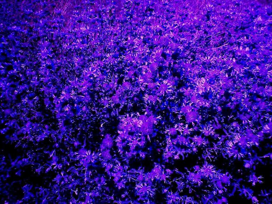 violet-flower-field.jpg