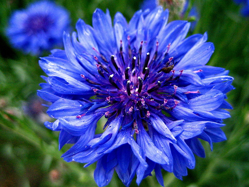 blue-flower.jpg