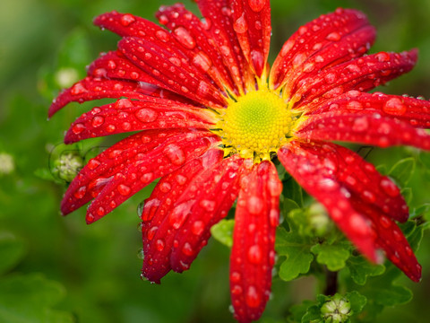 2089944-59071-red-flower-chrysanthemum-radial-pattern-with-rain-drops.jpg